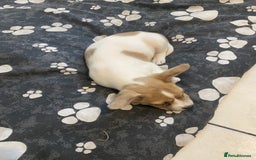 Mixed Breed dogs for sale: Jack Russell cross - Image 1