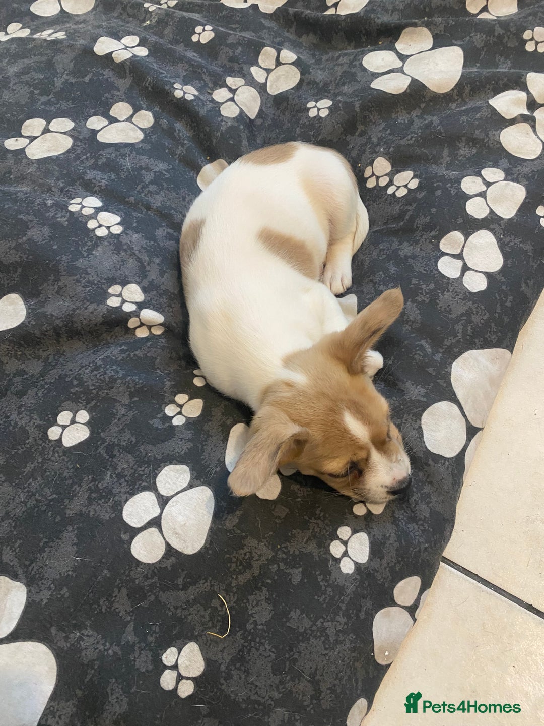 Mixed Breed dogs for sale: Jack Russell cross - Image 1
