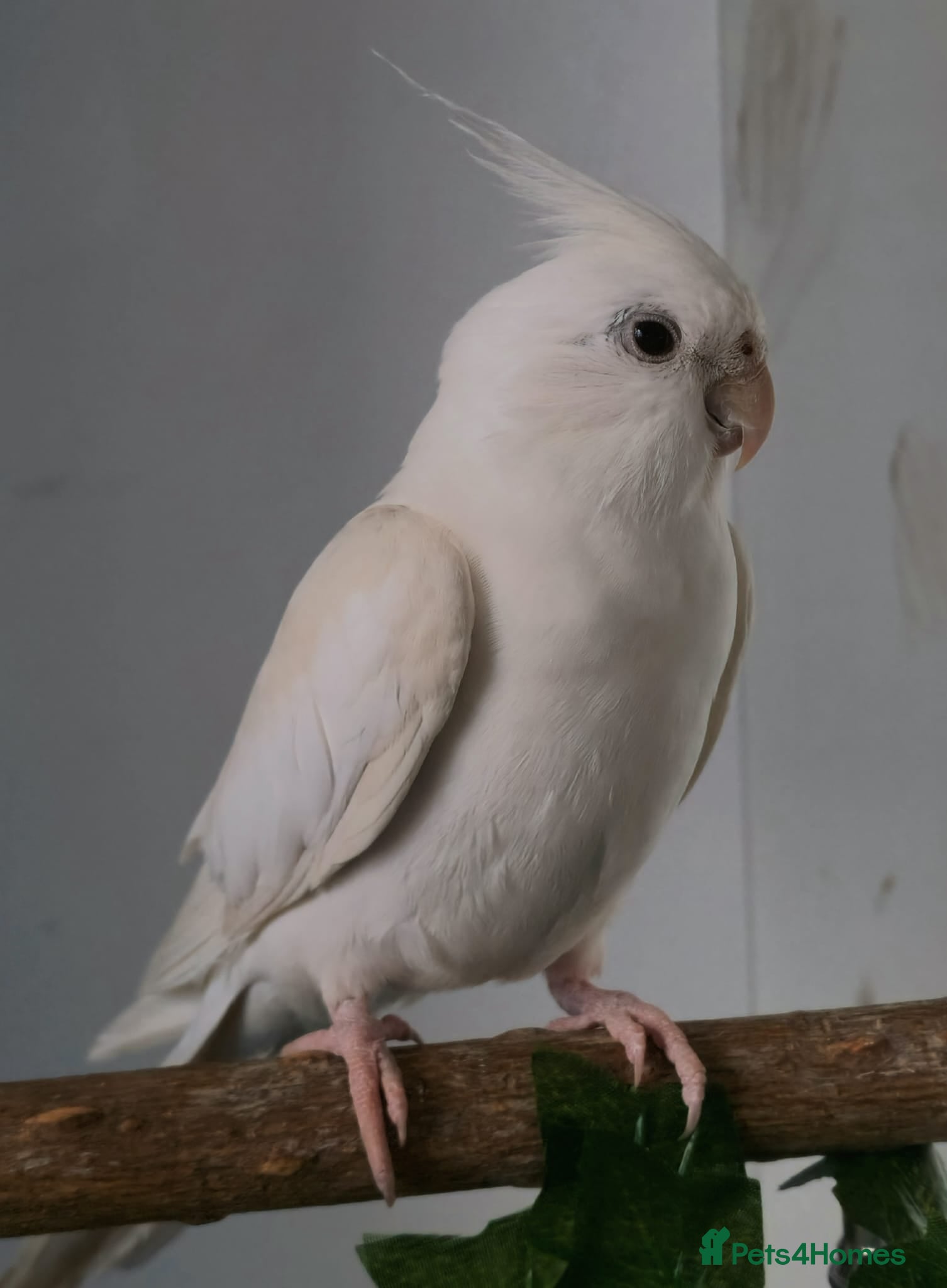 Cockatiels birds 4 cockatiels - 2 male, 2 female. - Advert 15