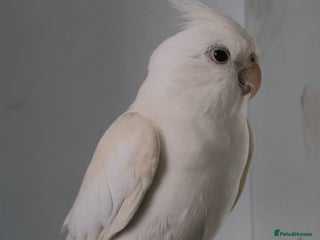 Cockatiels birds 4 cockatiels - 2 male, 2 female. - Advert 1