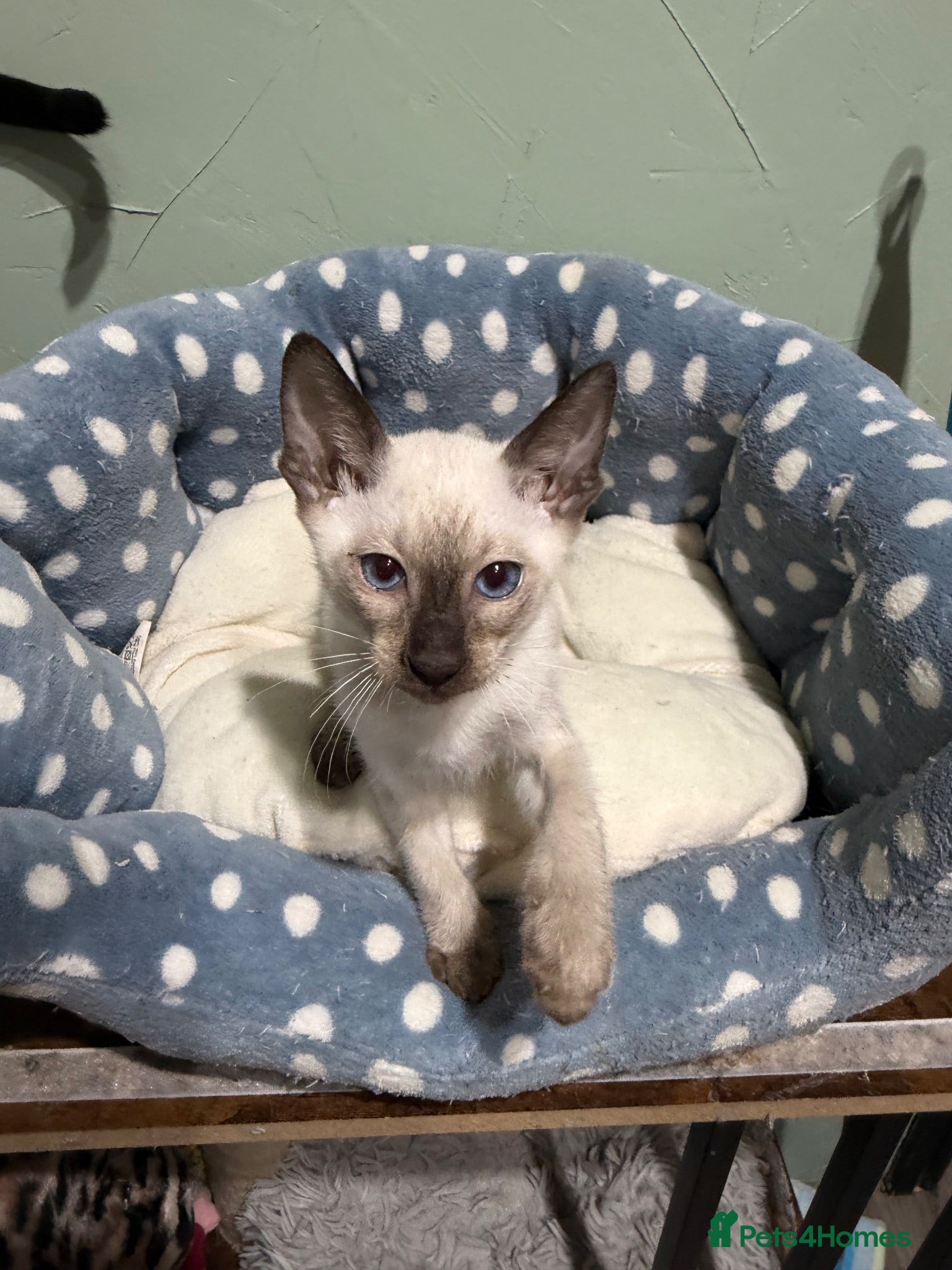 Siamese cats 1 boy available-Traditional Siamese Team🥰😻 - Advert 4