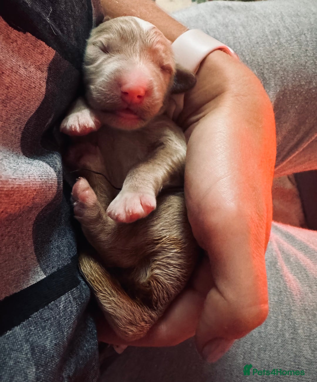 Double Doodle dogs for sale: Australian Goldendoodle puppies - Image 19
