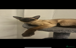 Siamese cats for stud: Beautiful wedged head Siamese boy for stud - Image 5
