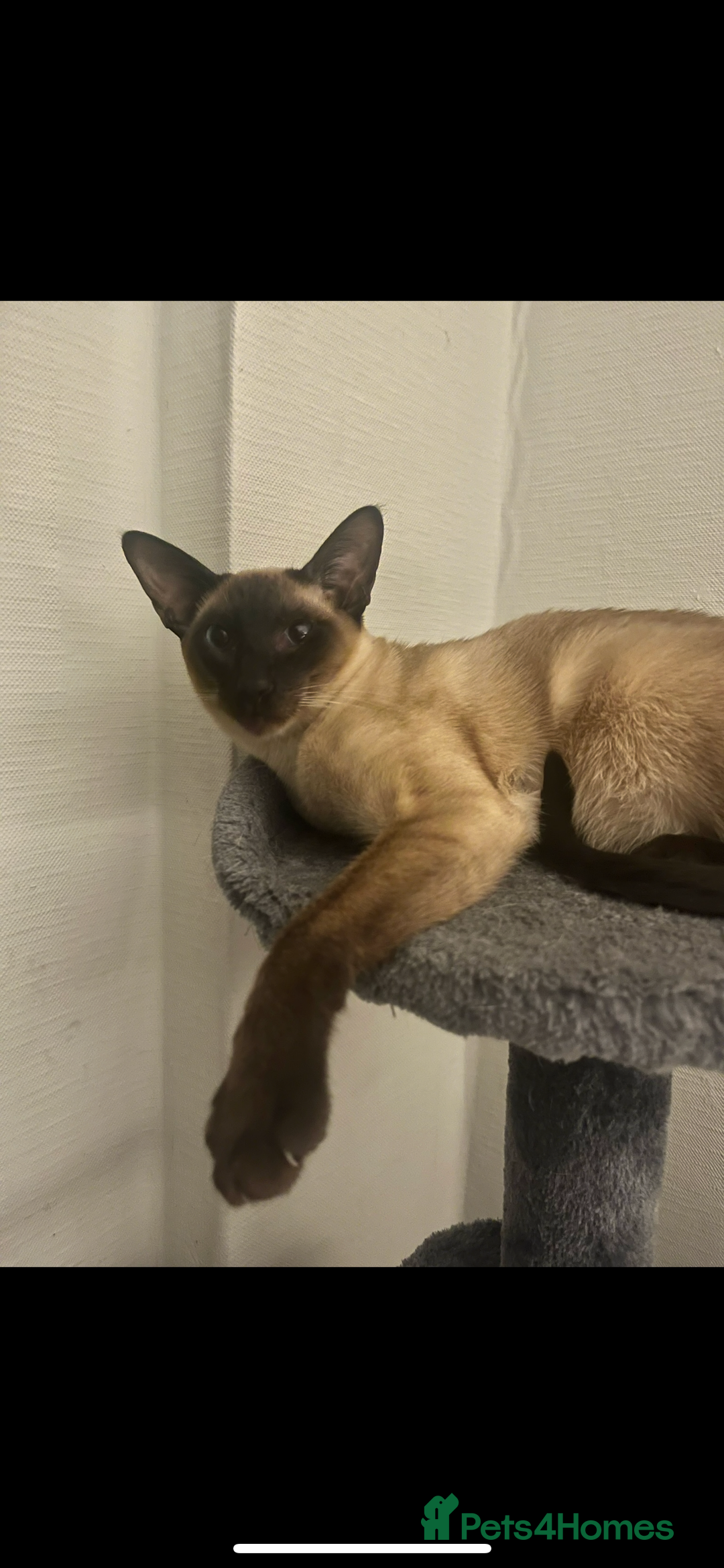 Siamese cats for stud: Beautiful wedged head Siamese boy for stud - Image 5