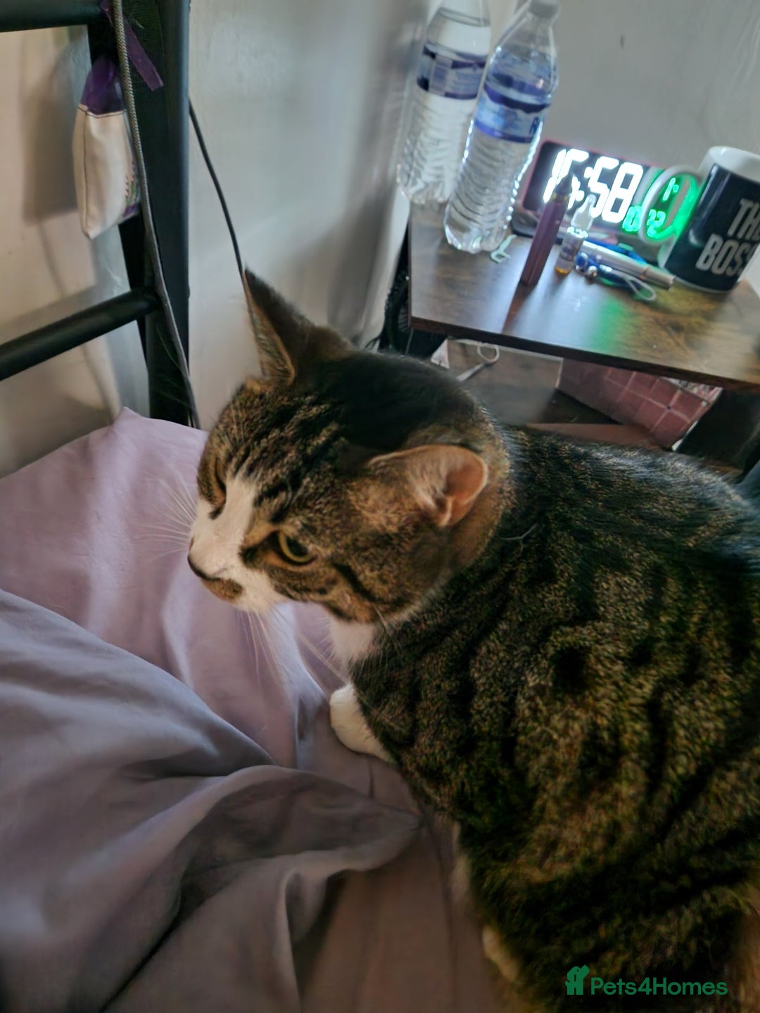 British Shorthair cats for sale: Smokey - Advert 4