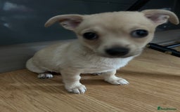 Chihuahua dogs for sale: Chihuahua puppies male 3 pupies available - Image 2