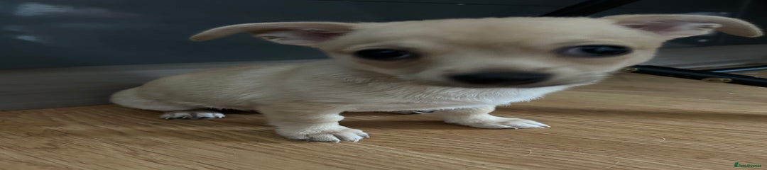 Chihuahua Puppy 2