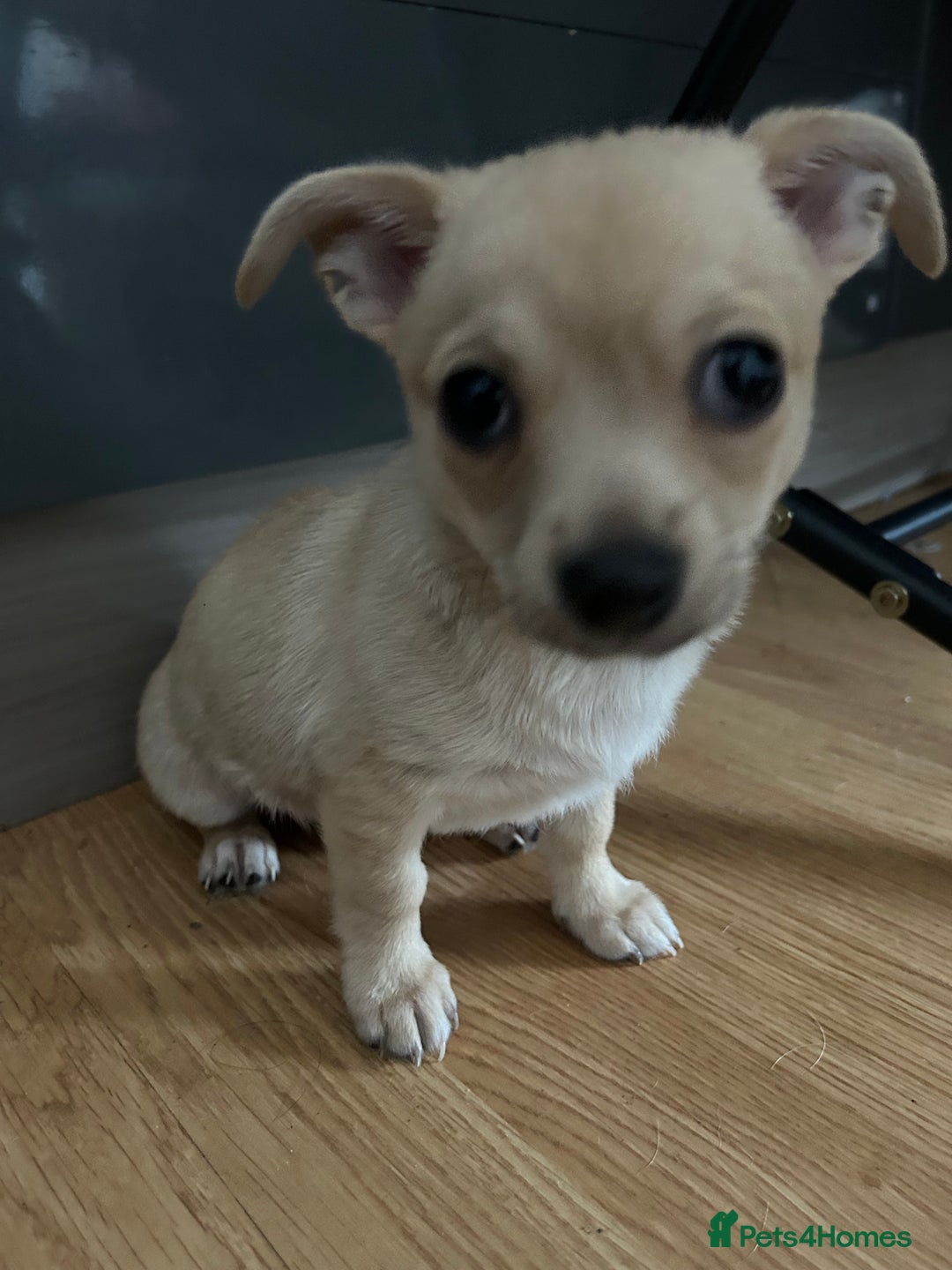 Chihuahua dogs for sale: Chihuahua puppies male 3 pupies available - Image 2