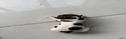 English Springer Spaniel dogs for sale: FTCH line pups - Advert 7