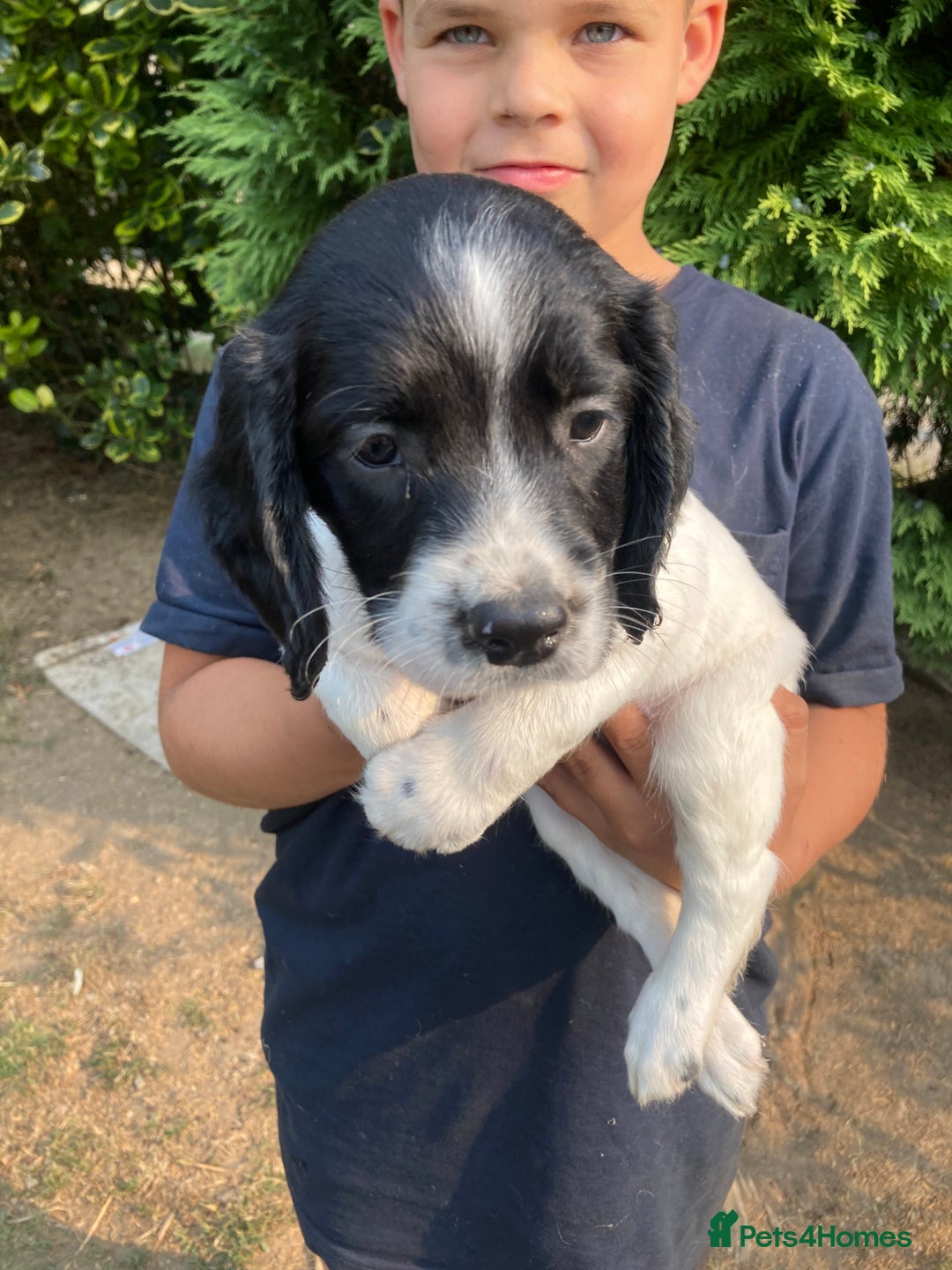 English Springer Spaniel dogs for sale: English Springer Spaniel Puppies - Image 6