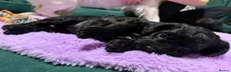 Mixed Breed dogs for sale: Puppies for sale - Advert 10