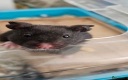 Hamster rodents for sale: Hamster in need of new home - Image 1