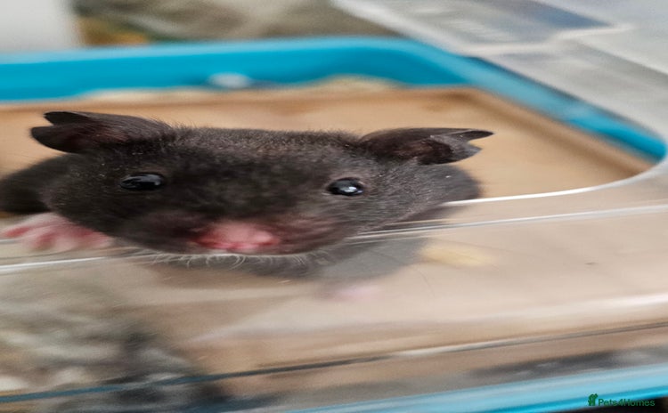 Hamster rodents - Advert 1