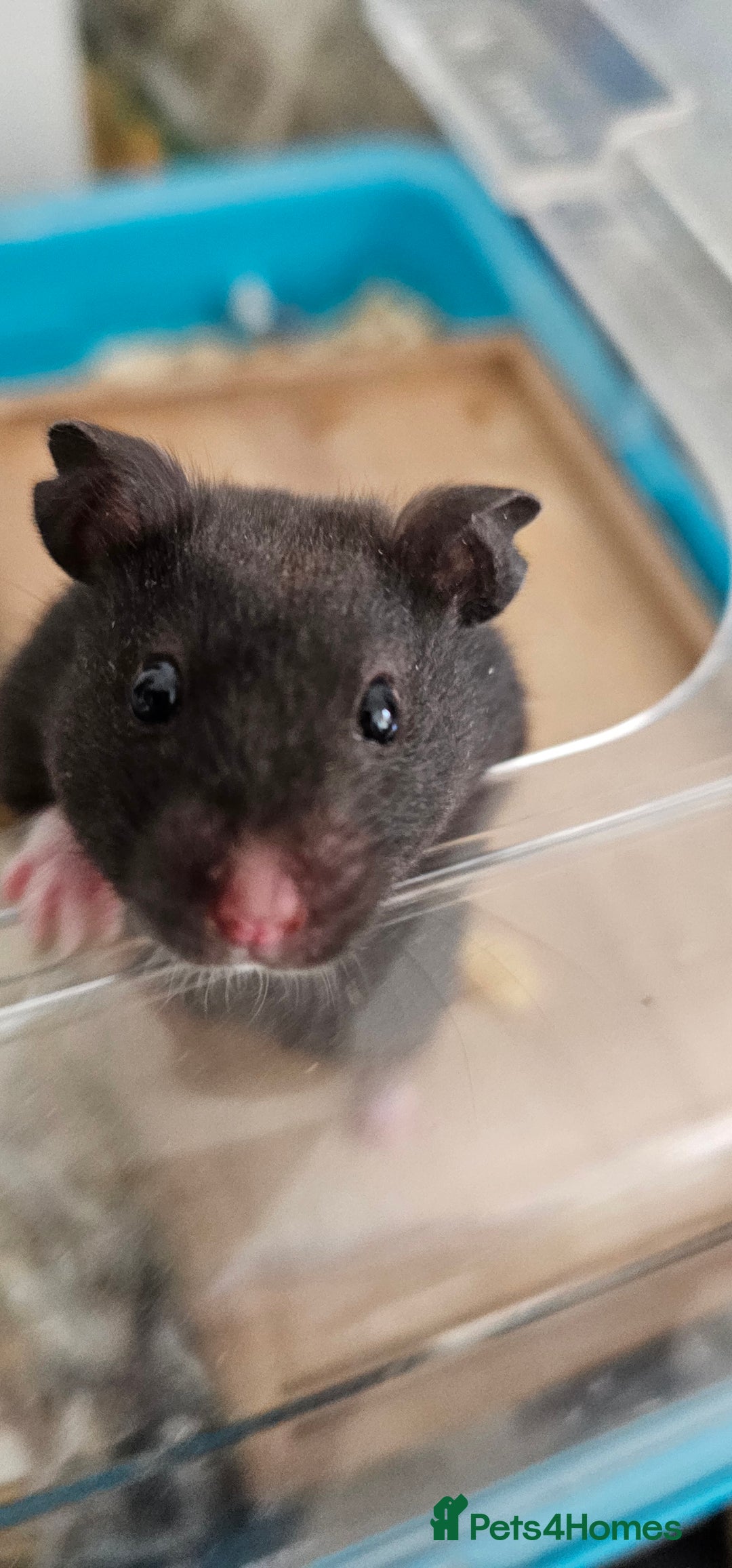 Hamster rodents for sale: Hamster in need of new home - Image 1