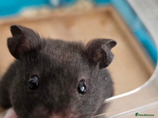 Hamster rodents for sale - Advert 1