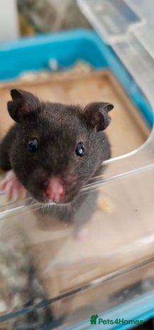 Hamster rodents - Advert 1