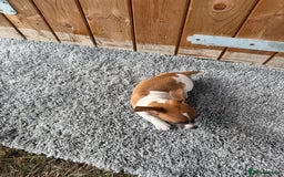 Jack Russell dogs for sale: Beautiful miniature Jack Russel puppys  - Image 1