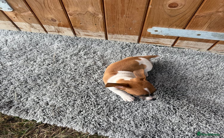 Jack Russell dogs - Advert 4