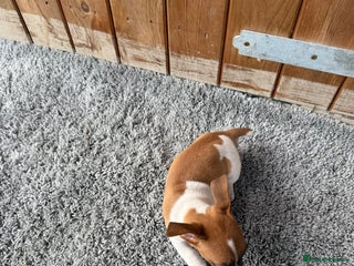 Jack Russell dogs - Advert 2