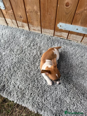 Jack Russell dogs - Advert 3