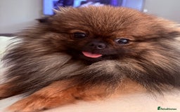 Pomchi dogs for sale: 3/4 Pomeranian 1/4 chihuahua  rainbow litter - Image 7