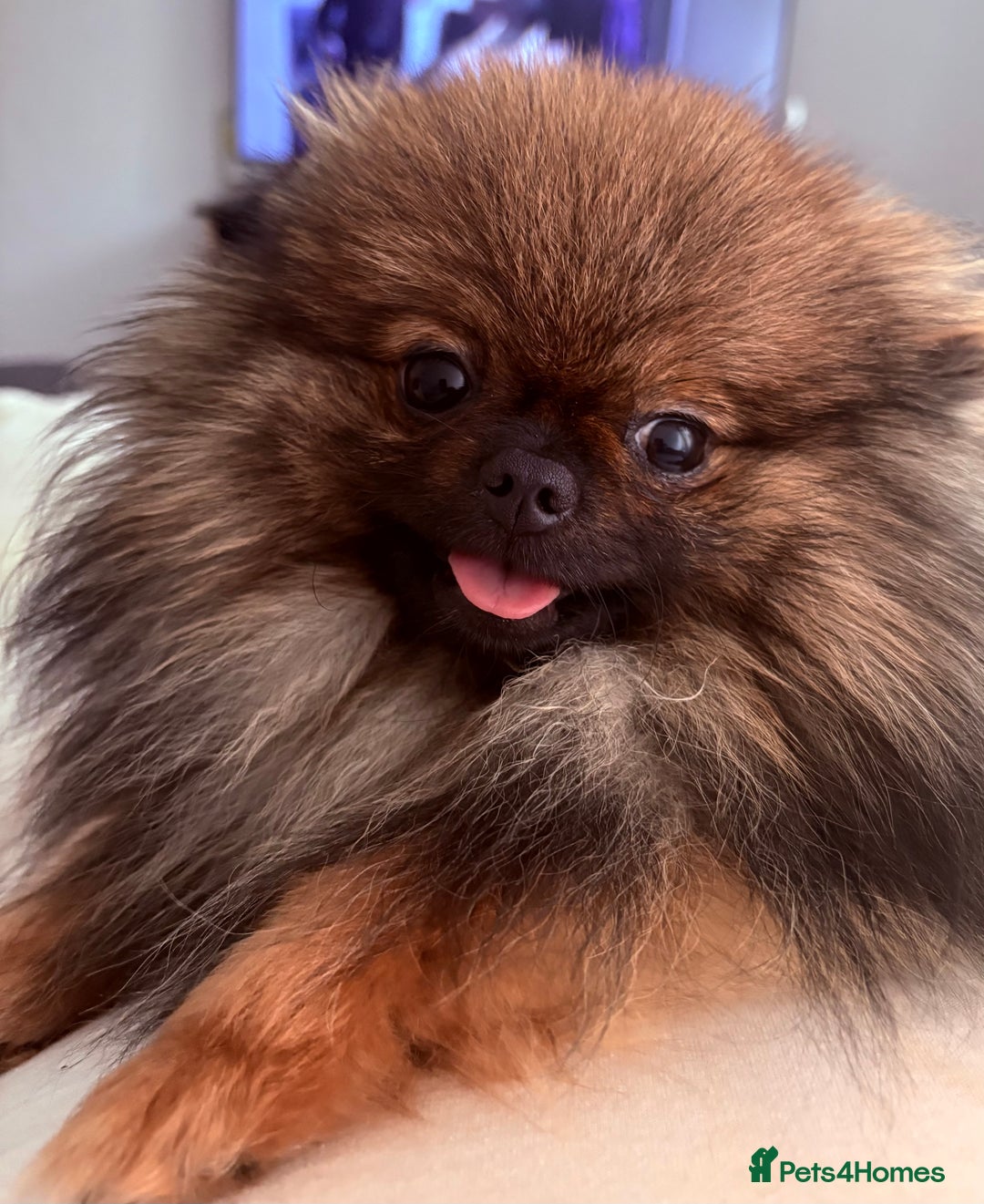 Pomchi dogs for sale: 3/4 Pomeranian 1/4 chihuahua  rainbow litter - Image 7