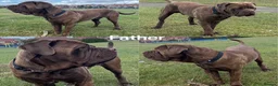 Neapolitan Mastiff dogs for sale: 2 Neapolitan mastiff puppies  - Advert 31
