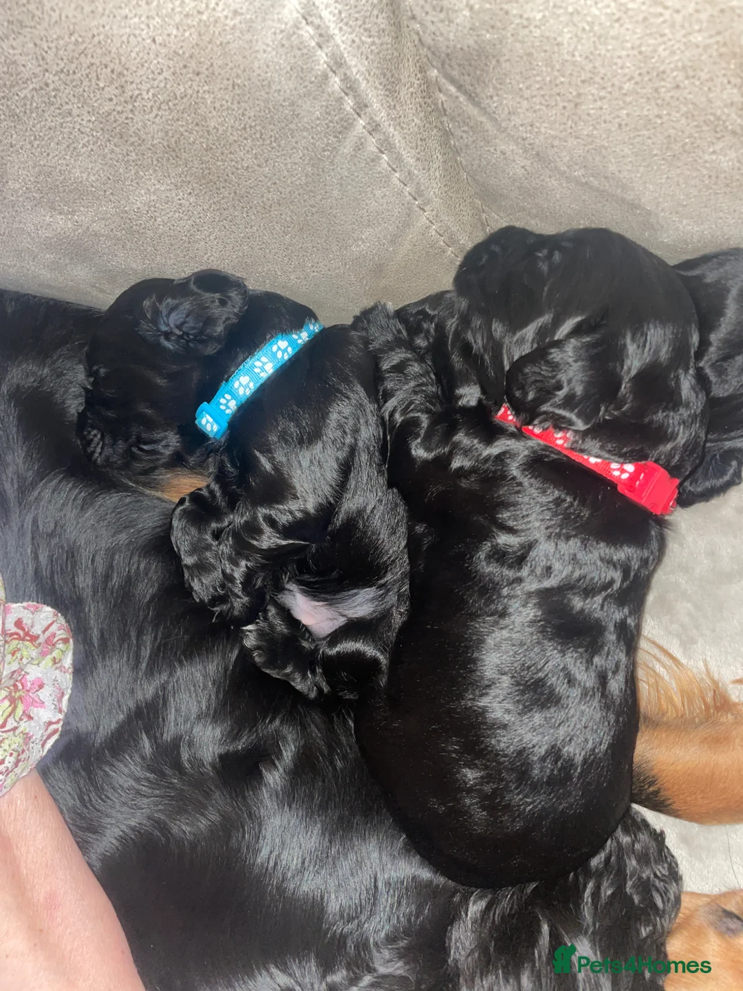 Cocker Spaniel dogs for sale: Cocker Spaniel males - Advert 1