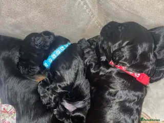 Cocker Spaniel dogs Cocker Spaniel males - Advert 1