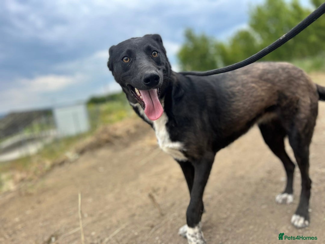 Mixed Breed dogs for adoption: Bethany -Norwich Norfolk  - Image 4