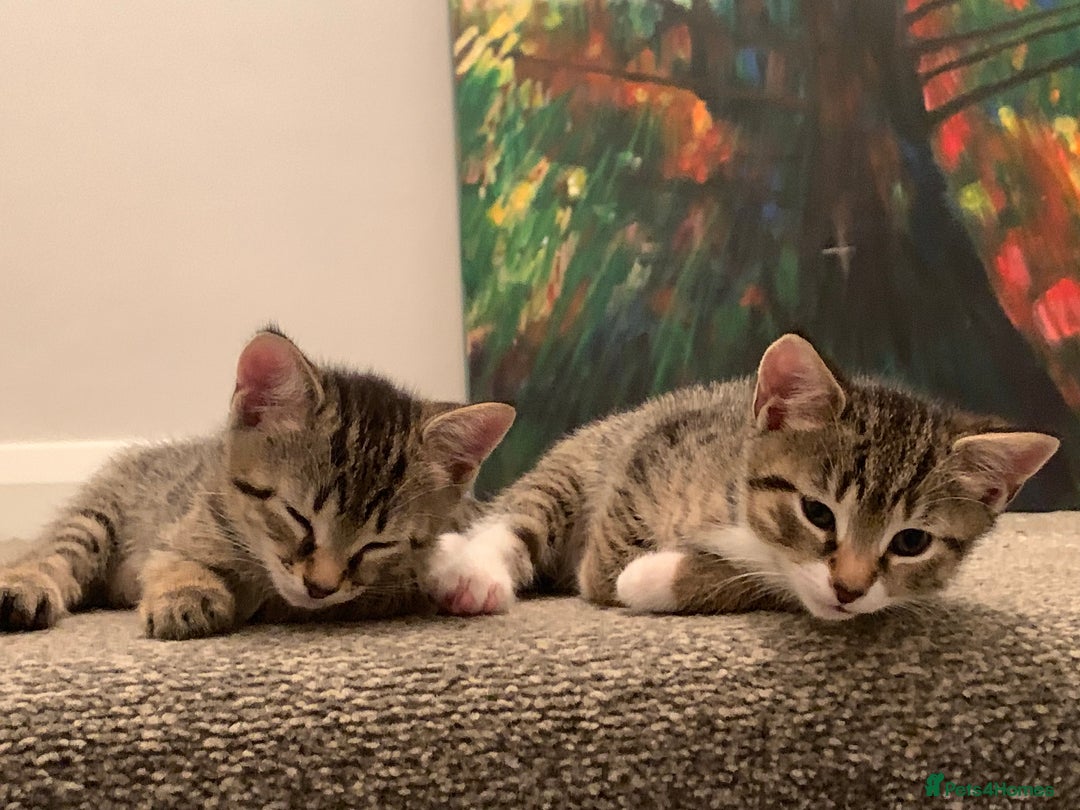 Mixed Breed cats for sale: Gorgeous 8 week old female tabby kittens - Image 1