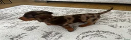 Miniature Dachshund dogs for sale: Miniature smooth haired Dachshund  in Tredegar - Advert 32