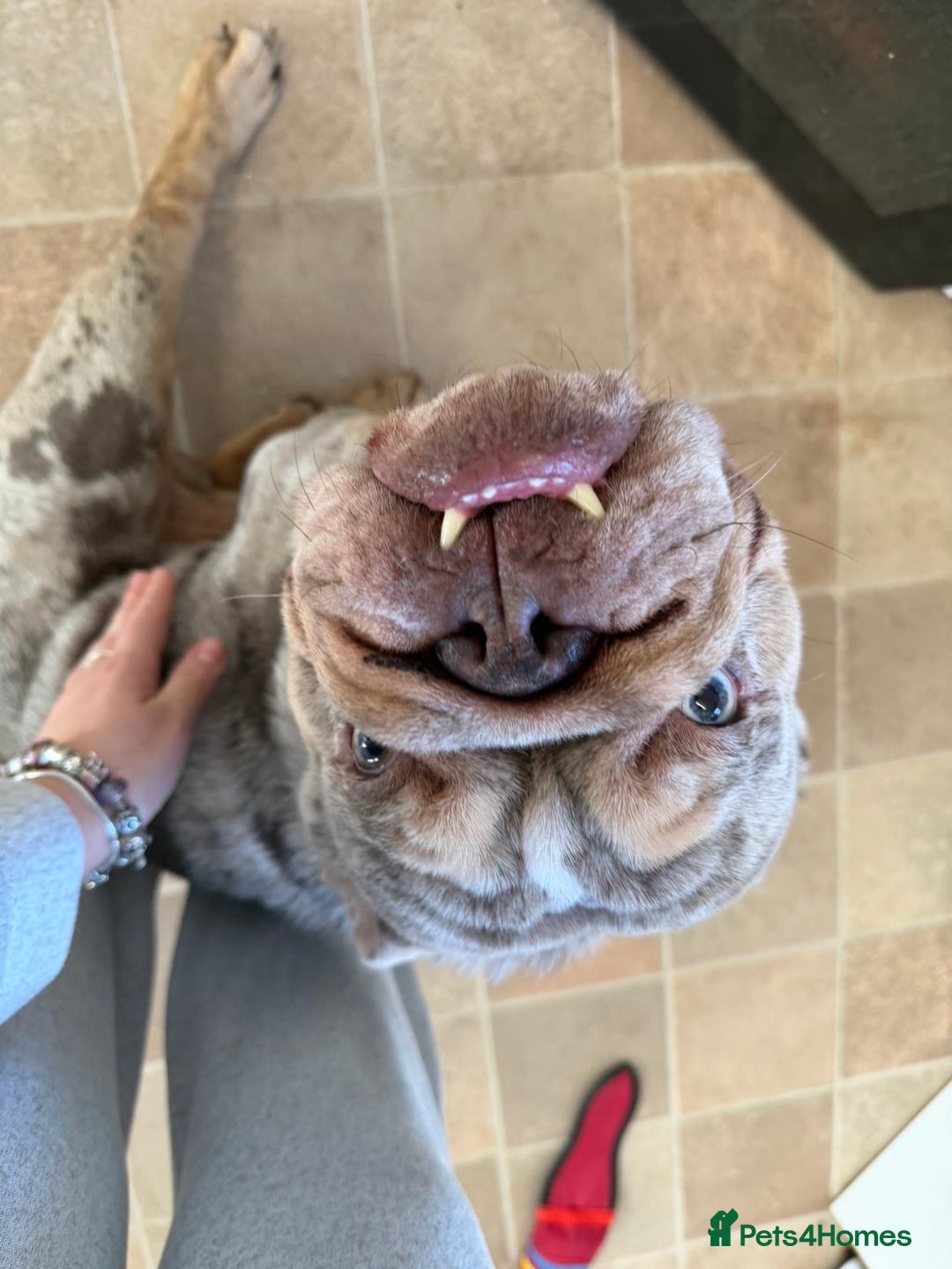 English Bulldog dogs for sale: Male English bulldog  - Advert 3