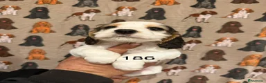 Tri