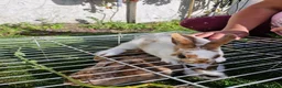 Mixed Breed rabbits for sale: bunnies in Plymouth - Advert 23