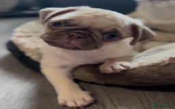 Pug dogs for sale: Beautiful pug pups ready for there forever homes  - Image 5