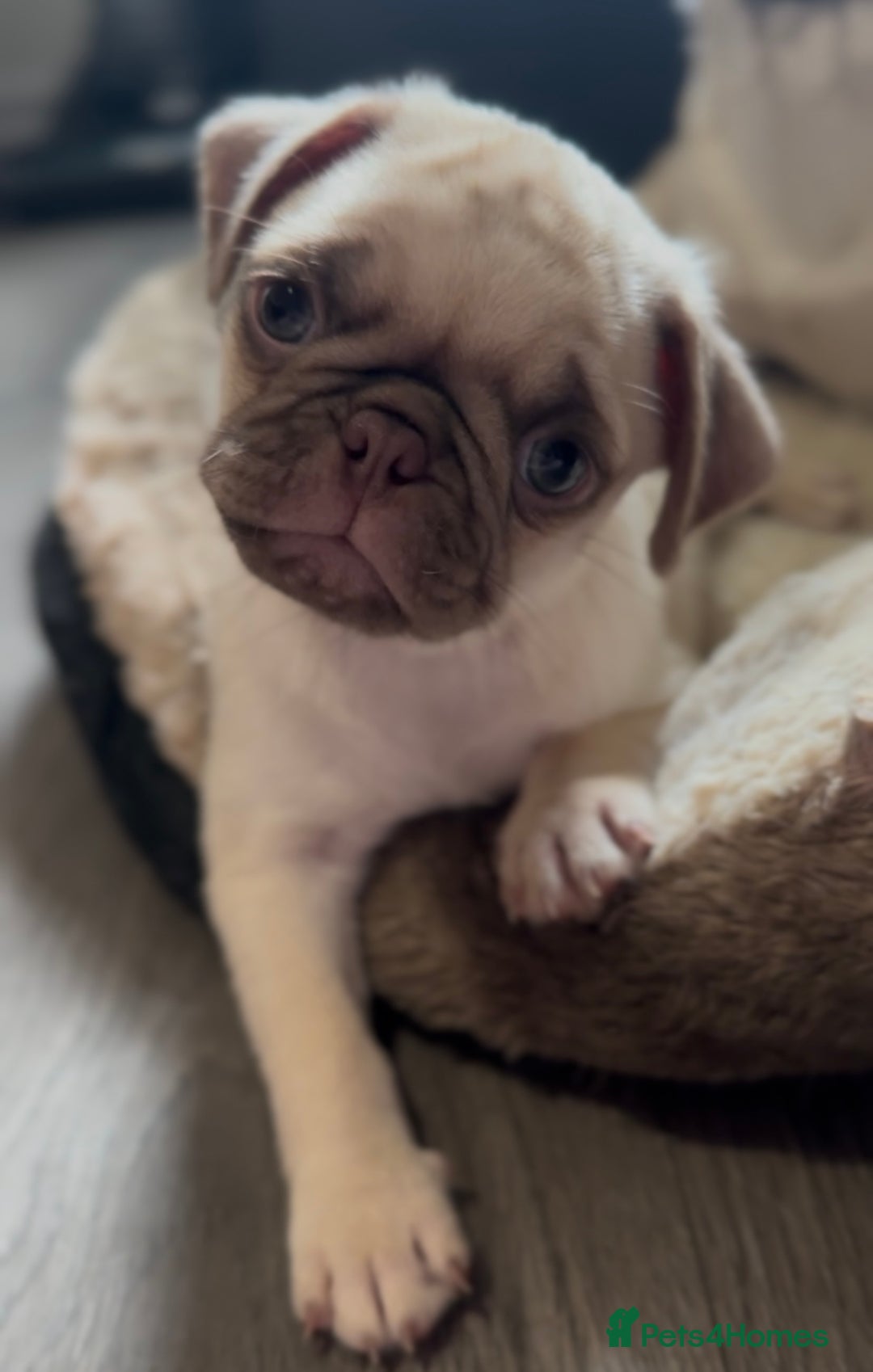 Pug dogs for sale: Beautiful pug pups ready for there forever homes  - Image 5