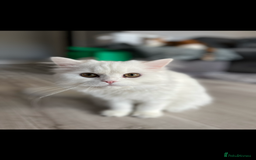 Persian cats for sale: 1 year old Persian Cat to be rehomed.  - Advert 2