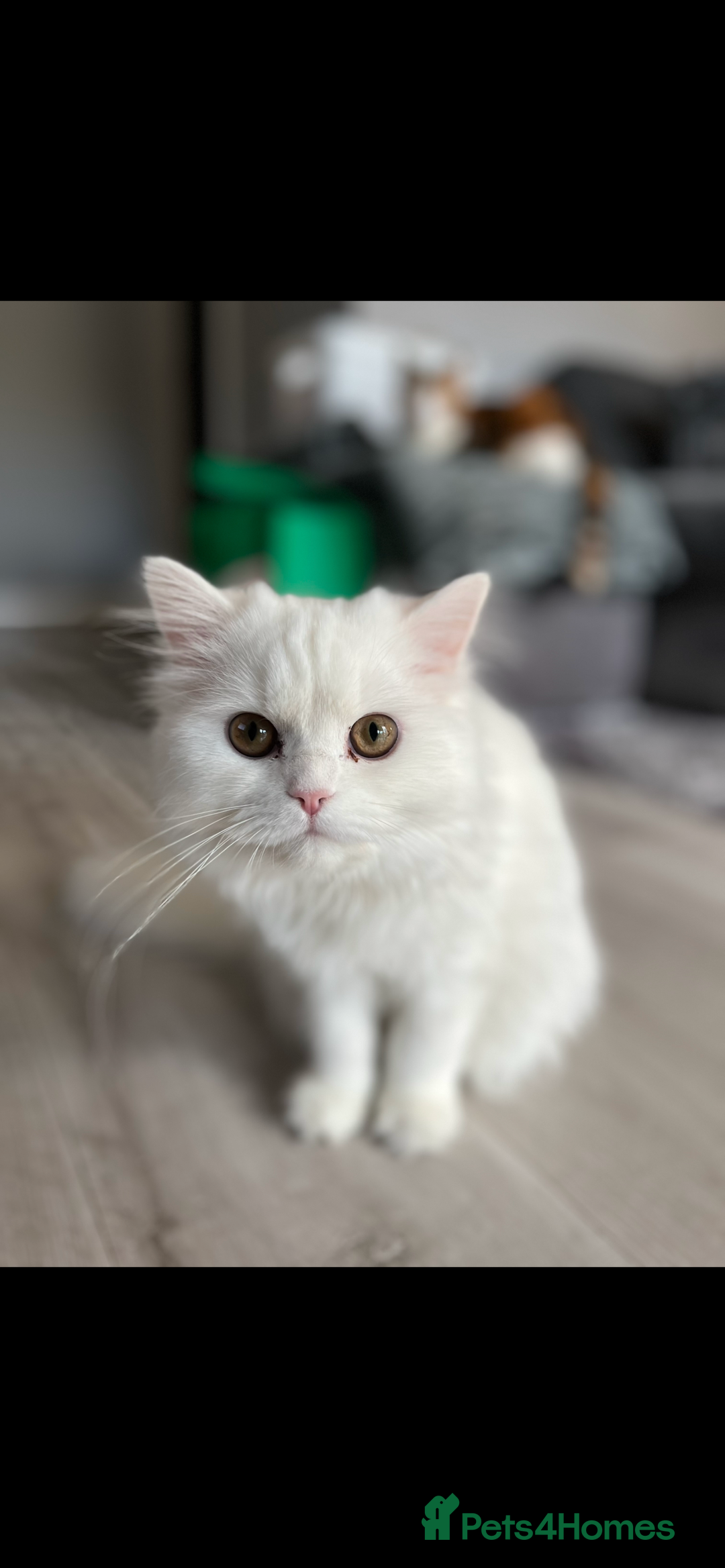 Persian cats for sale: 1 year old Persian Cat to be rehomed.  - Advert 2