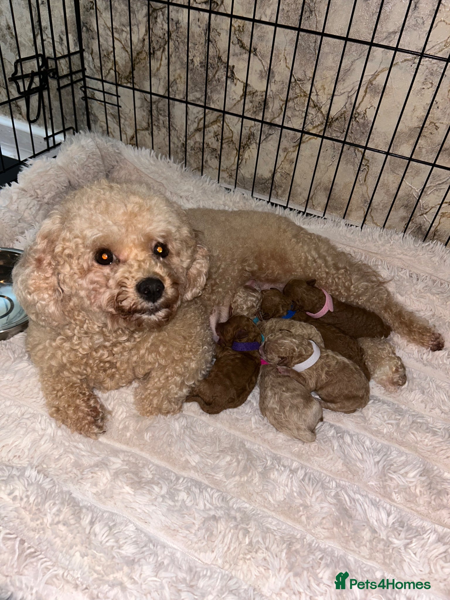 Poochon dogs Poochon - Advert 2