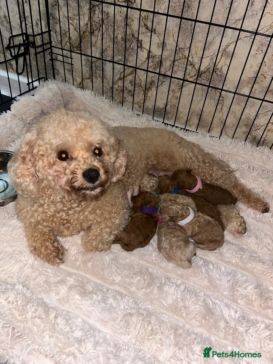 Poochon dogs for sale: Poochon in Liverpool - Advert 1