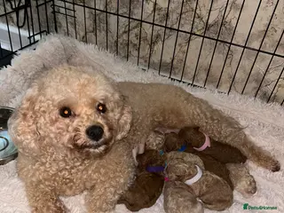 Poochon dogs Poochon - Advert 2