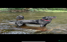 Labrador Retriever dogs for stud: Black Labrador Stud - Image 10