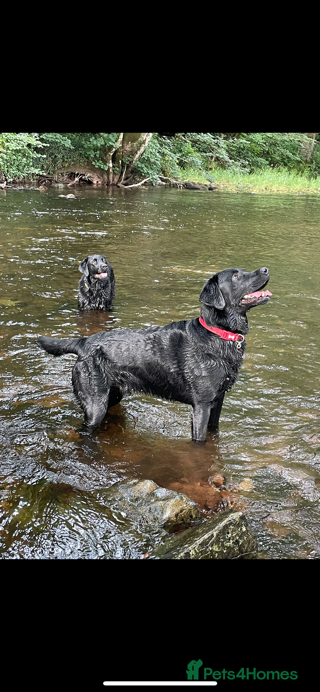Labrador Retriever dogs for stud: Black Labrador Stud - Image 10