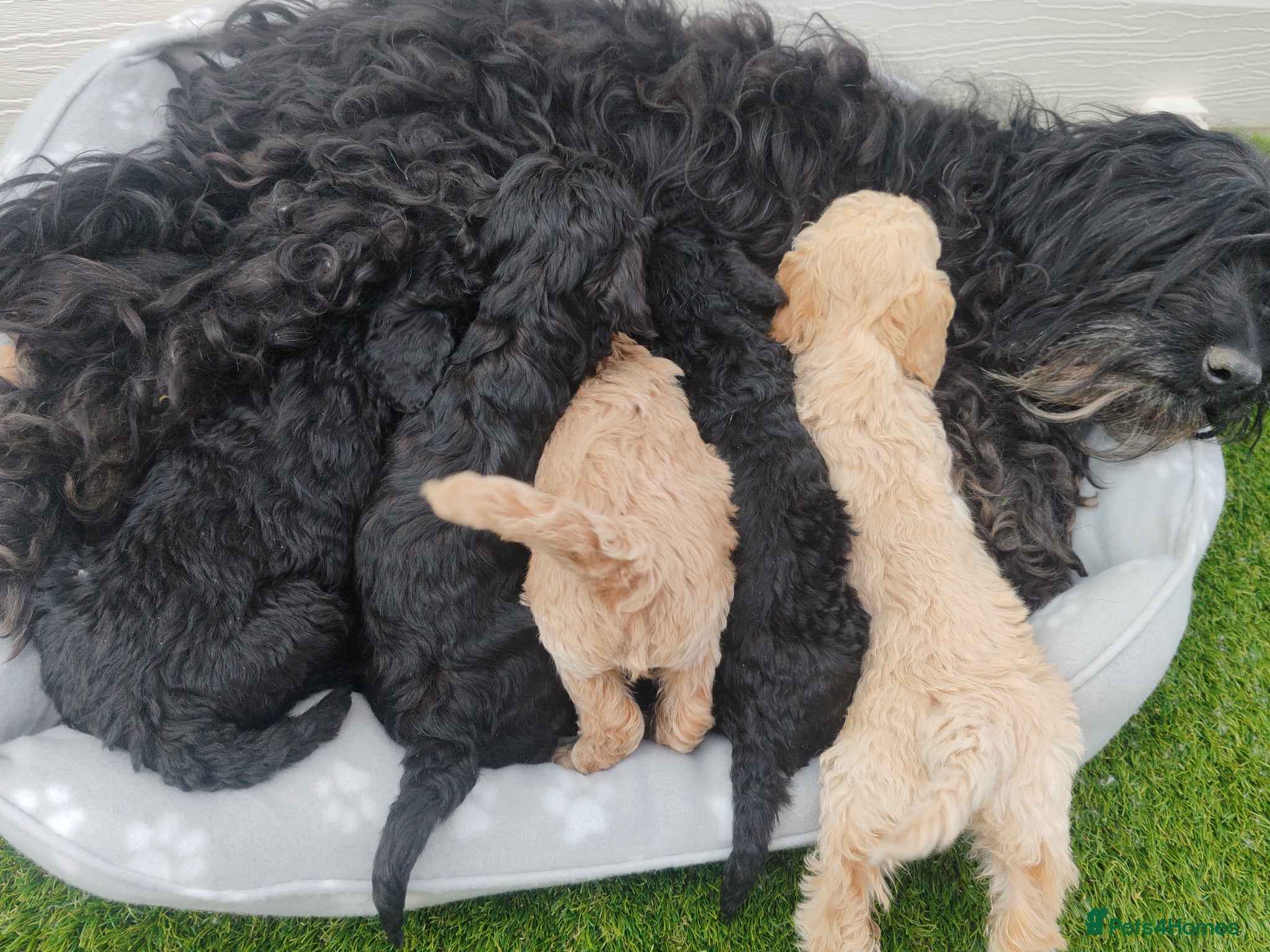 Cockapoo dogs Teddy cockapoo - Advert 1