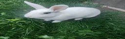 Rex rabbits for sale: Lovely older female rabbit looking for new family in Leighton Buzzard - Advert 2