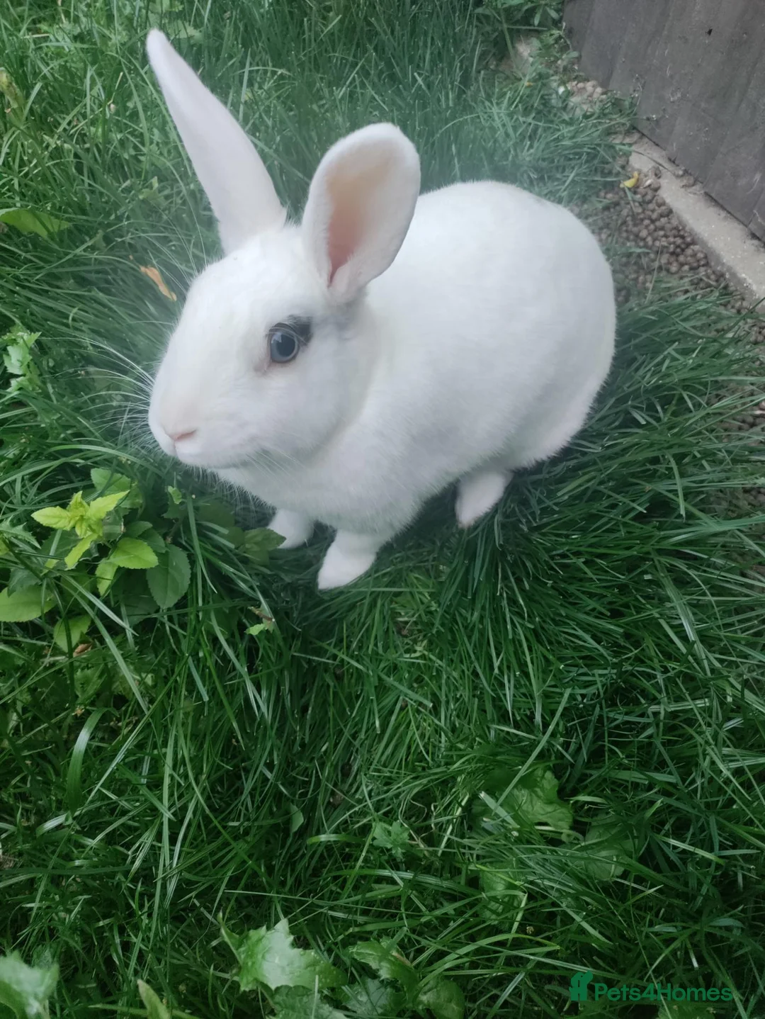 Rex rabbits for sale: Lovely older female rabbit looking for new family in Leighton Buzzard - Advert 2