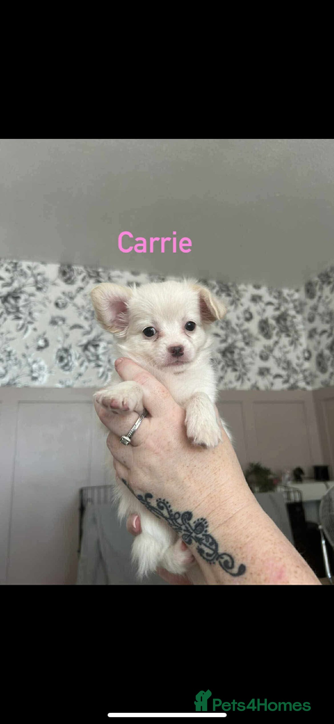 Chorkie dogs for sale: 3 beautiful white girls waiting for perfect homes - Image 4
