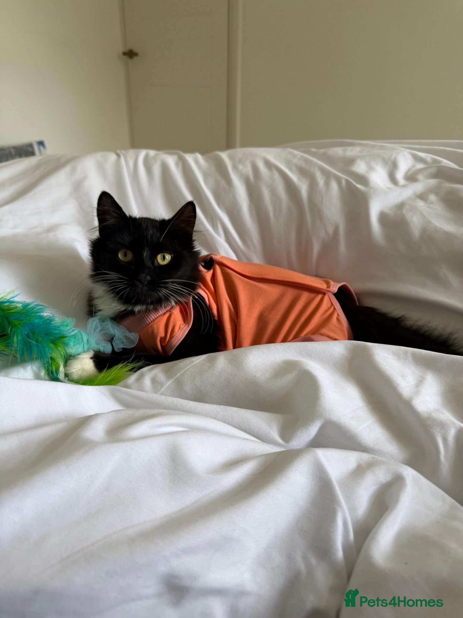 Domestic Shorthair cats Miu Miu - Adopt from Cats in Crisis East Ldn - Advert 16