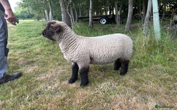Sheep livestock for sale: Oxford Down Rare Breed Lambs - Image 6